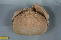 藏品(日本饅頭蟹)的圖片